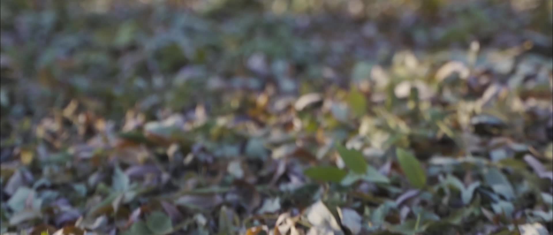 邂逅深秋暖阳写意唯美落叶人物生活视频视频的预览图