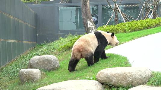 588熊猫可爱生活视频的预览图