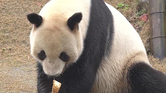 584熊猫可爱生活视频的预览图