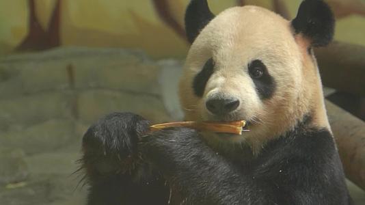 589熊猫可爱生活视频的预览图