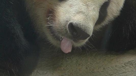 590熊猫可爱生活视频的预览图