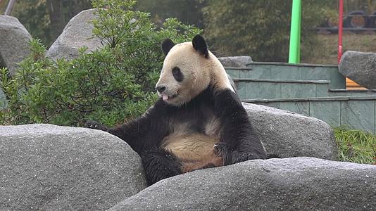 587熊猫可爱生活视频的预览图
