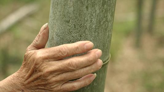 685老人走在竹林里抚摸竹子寻找材料视频的预览图