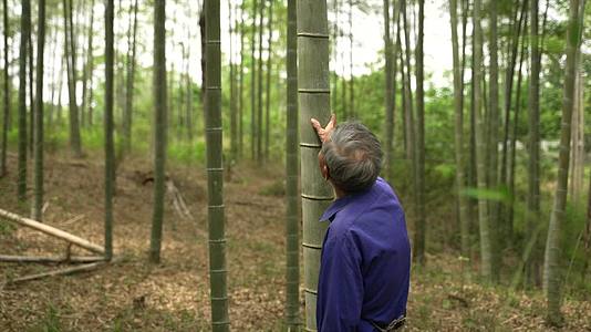 687老人走在竹林里抚摸竹子寻找材料视频的预览图