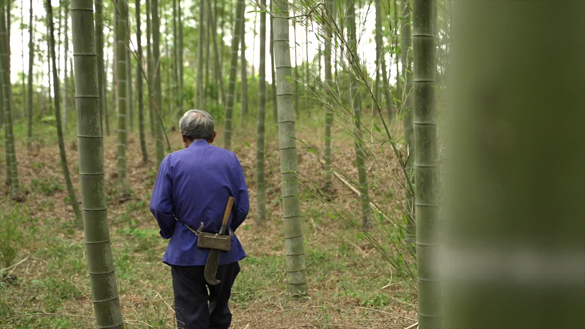 682老人走在竹林里砍竹子慢动作视频的预览图