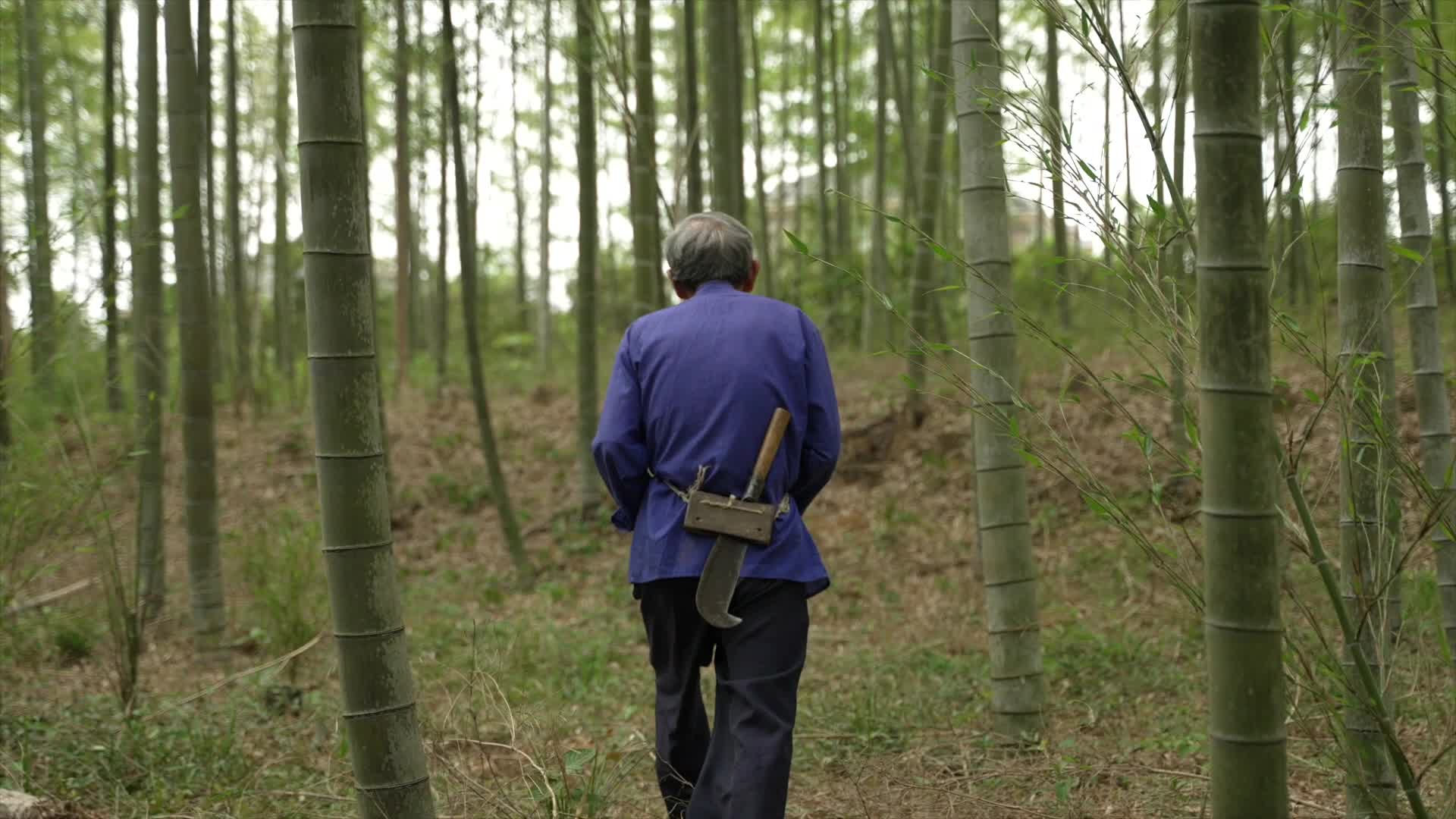 683老人走在竹林里砍竹子慢动作视频的预览图