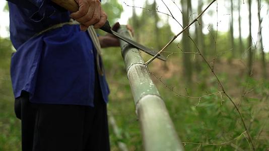 693老人走在竹林里抚摸竹子寻找材料视频的预览图
