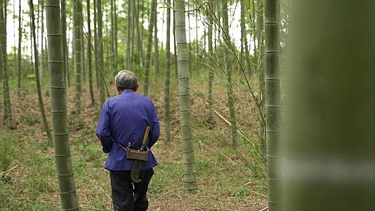 696合集685老人走在竹林里抚摸竹子用砍刀寻找材料视频的预览图