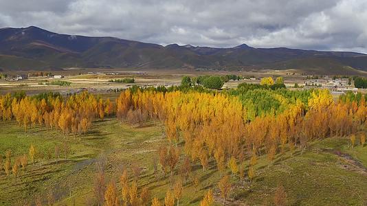 西藏川西秋天新都桥金色林荫大道秋季金黄色视频的预览图