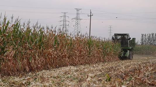 实拍秋天玉米丰收成熟收割视频的预览图
