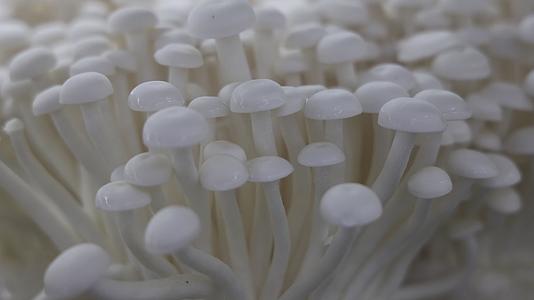 食用菌蘑菇白玉菇种植特写实拍视频的预览图