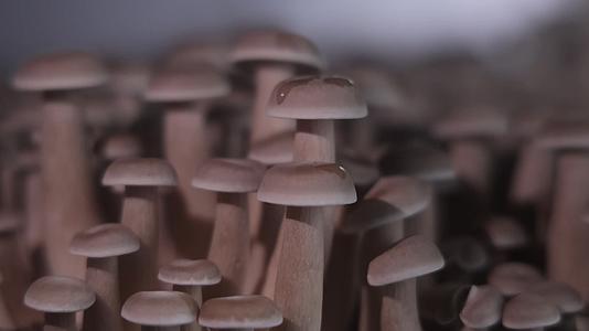 食用菌蘑菇鹿茸菇特写实拍视频的预览图