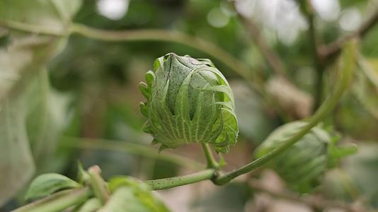 棉花特写种植植物实景拍摄视频的预览图