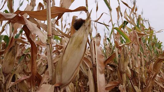 实拍秋天农家玉米成熟丰收视频的预览图