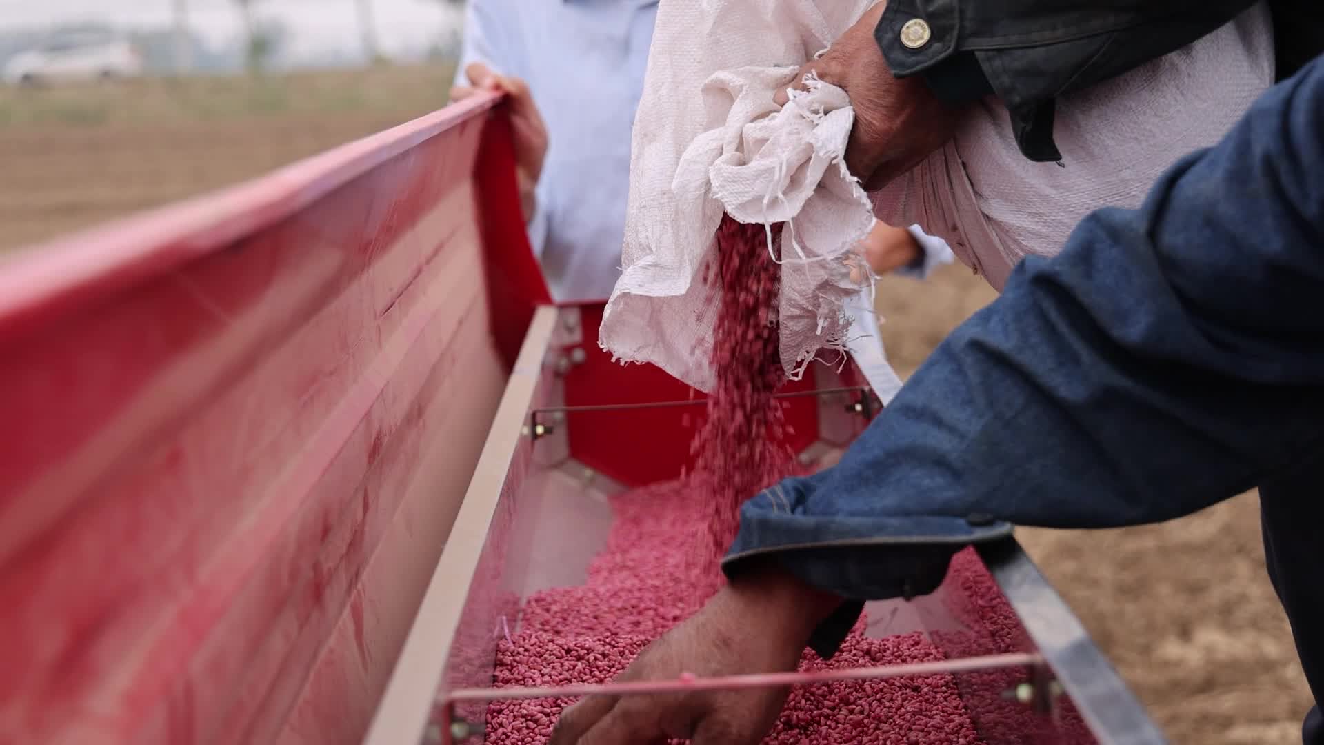 农民手摸小麦种种植小麦秋播视频的预览图