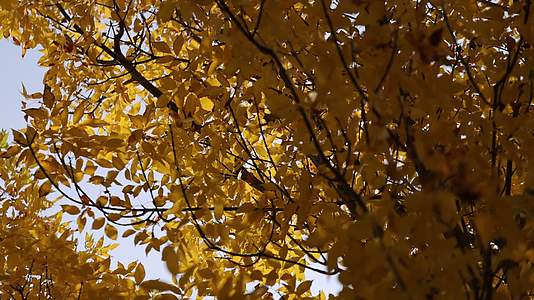 秋天金黄的树叶随风摇曳唯美实拍视频的预览图