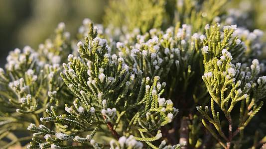 特写实拍冬季植物上的雪白的霜视频的预览图