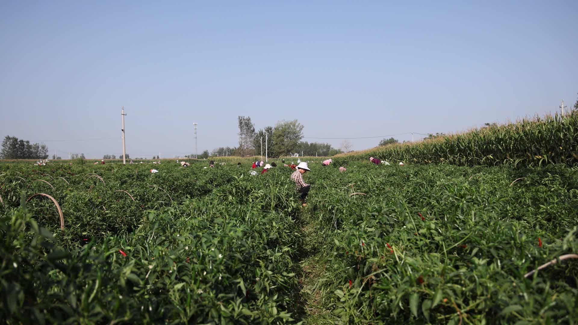 高清实拍农民忙着采摘辣椒剁椒视频的预览图