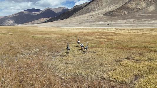 航拍西藏阿里狮泉河高原黑颈鹤视频的预览图