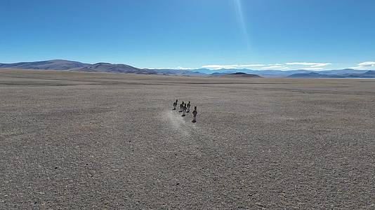 航拍青藏高原青海西藏阿里革吉藏野驴视频的预览图