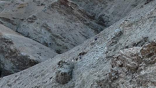 航拍西藏岩羊奔跑攀岩视频的预览图
