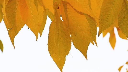 秋天的白蜡树叶金黄色视频的预览图