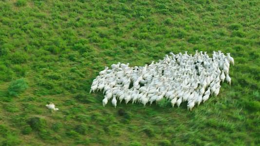 草原羊群视频的预览图