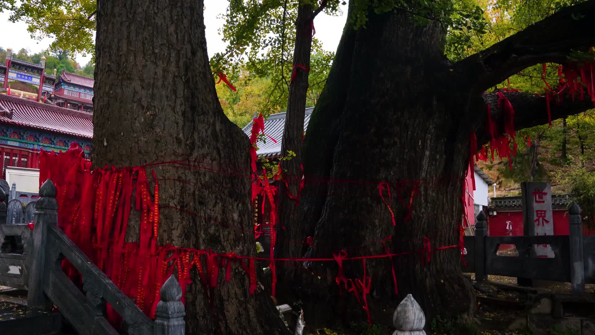 道观寺庙请愿千年银杏树视频的预览图
