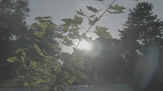 树荫阳光视频的预览图