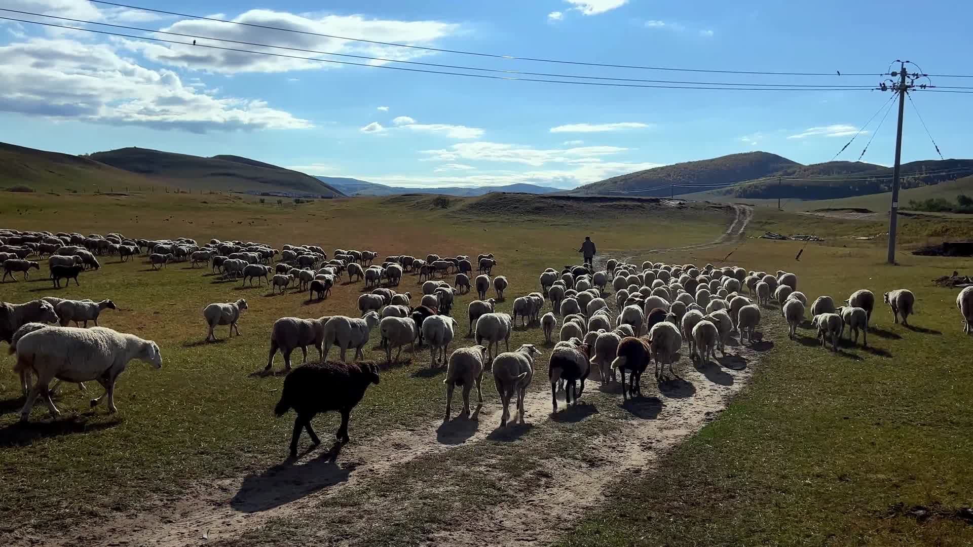 乌兰布统羊群4K高清视频视频的预览图