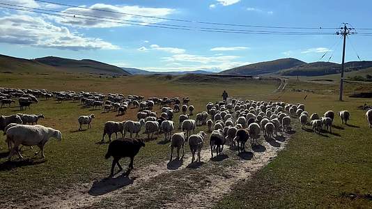 乌兰布统羊群4K高清视频视频的预览图