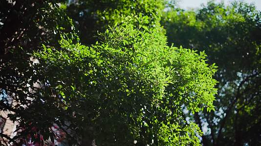 阳光洒在树叶上视频的预览图