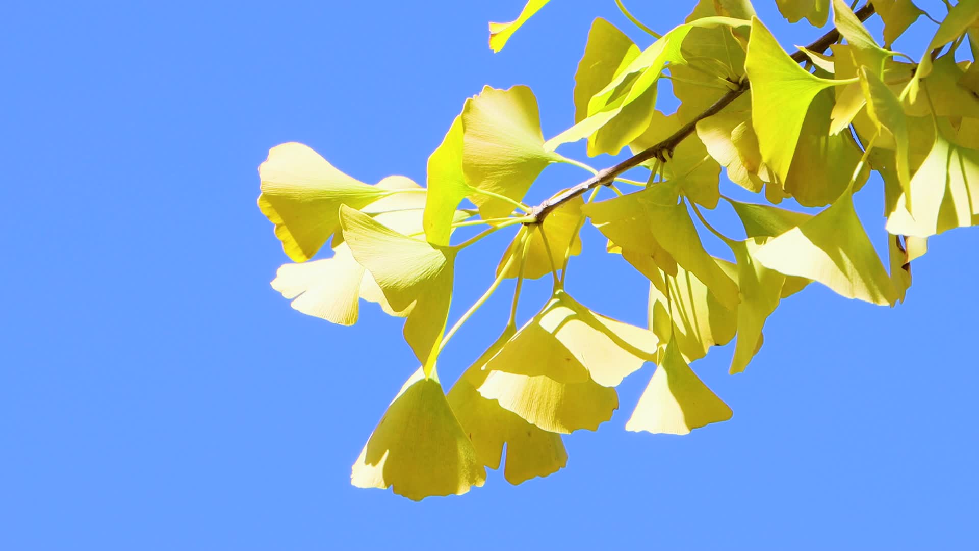 秋天银杏叶蓝色背景视频的预览图