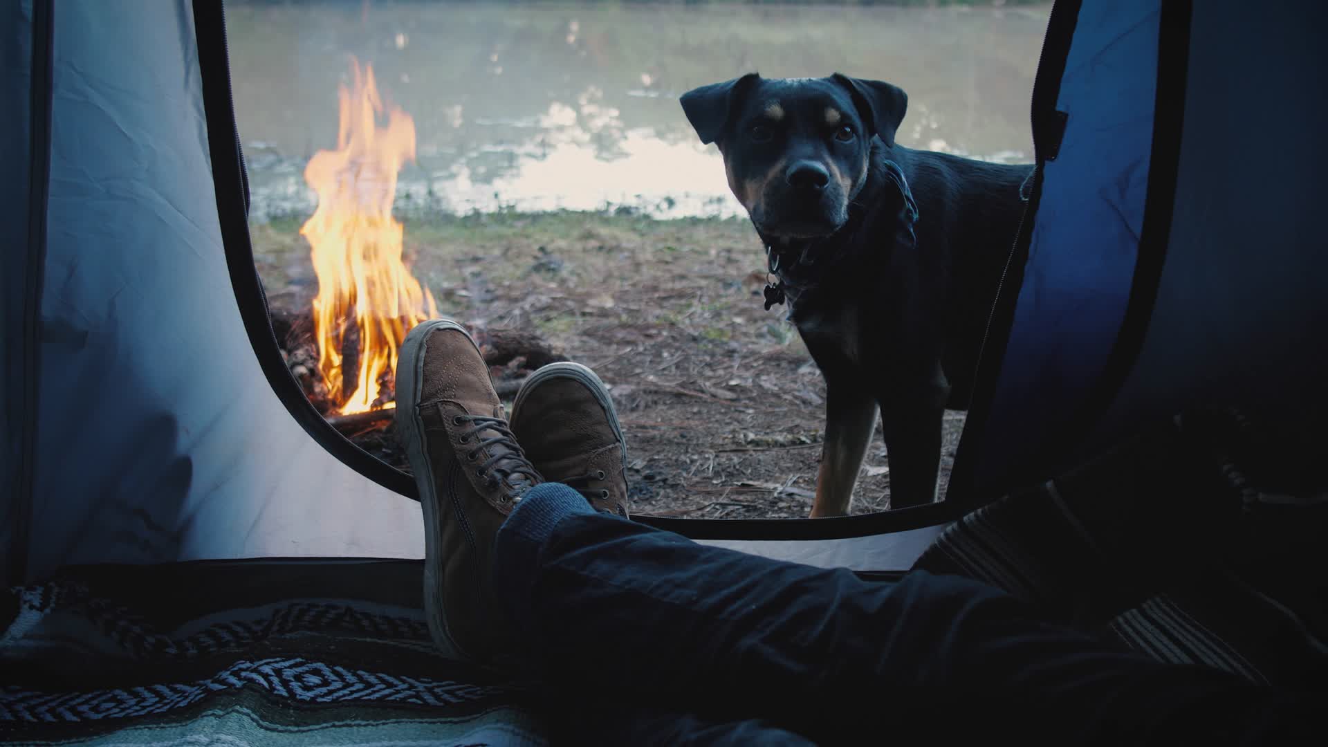 野外带着狗狗一起露营视频的预览图