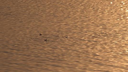 朝霞映红水面野鸭戏水觅食视频的预览图