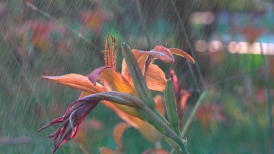 小雨中的萱草花视频的预览图