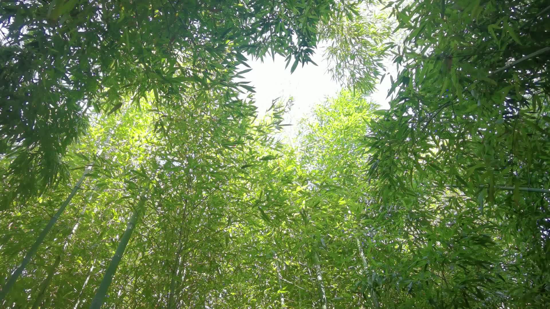 绿色竹林视频的预览图