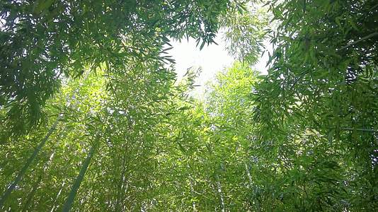 绿色竹林视频的预览图