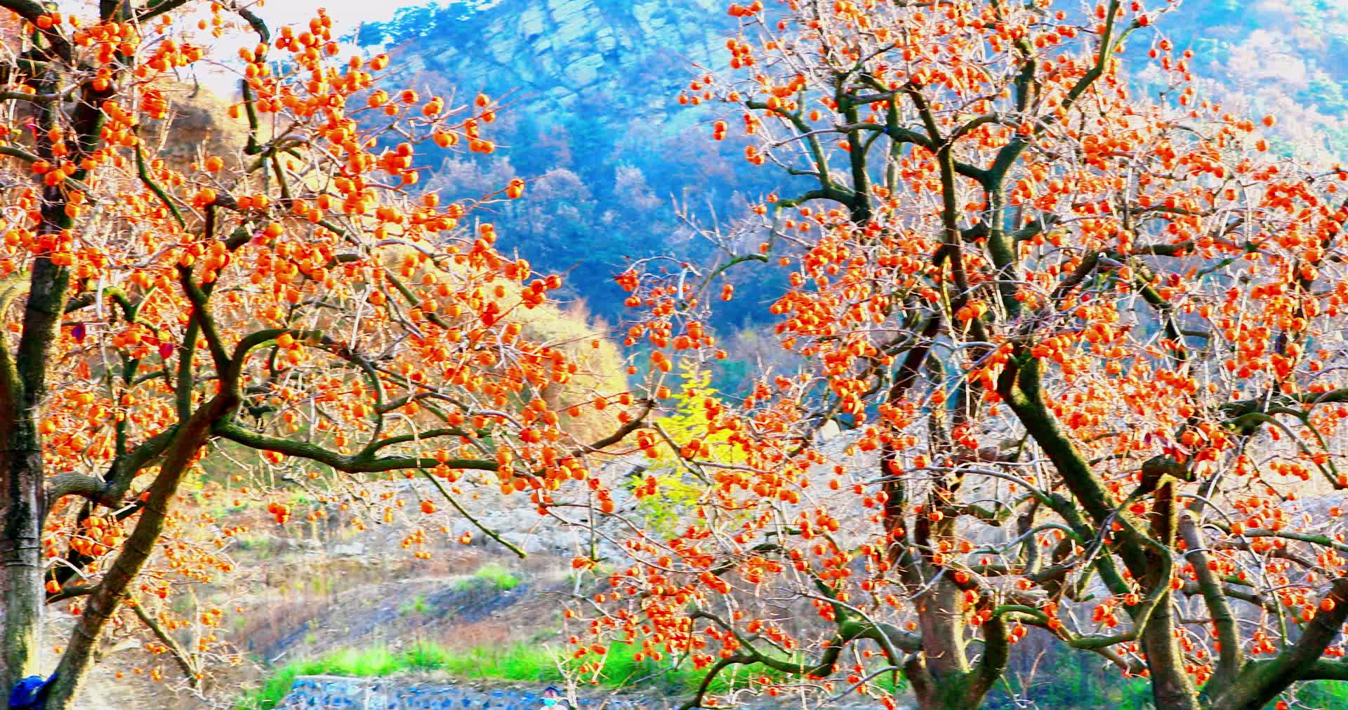 山东威海百年柿树挂满如意柿4K实拍视频视频的预览图