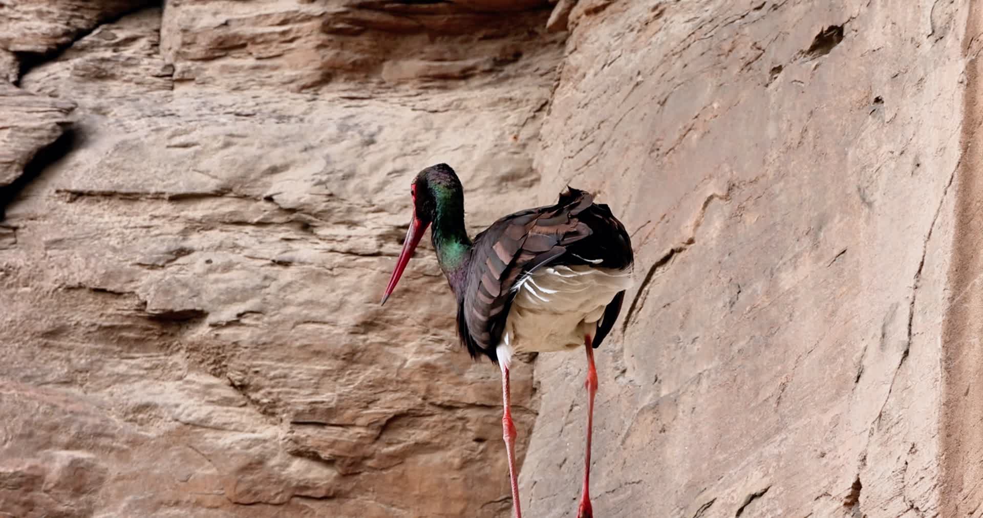 国家一级保护动物黑鹳育雏捕食飞行4K实拍视频视频的预览图