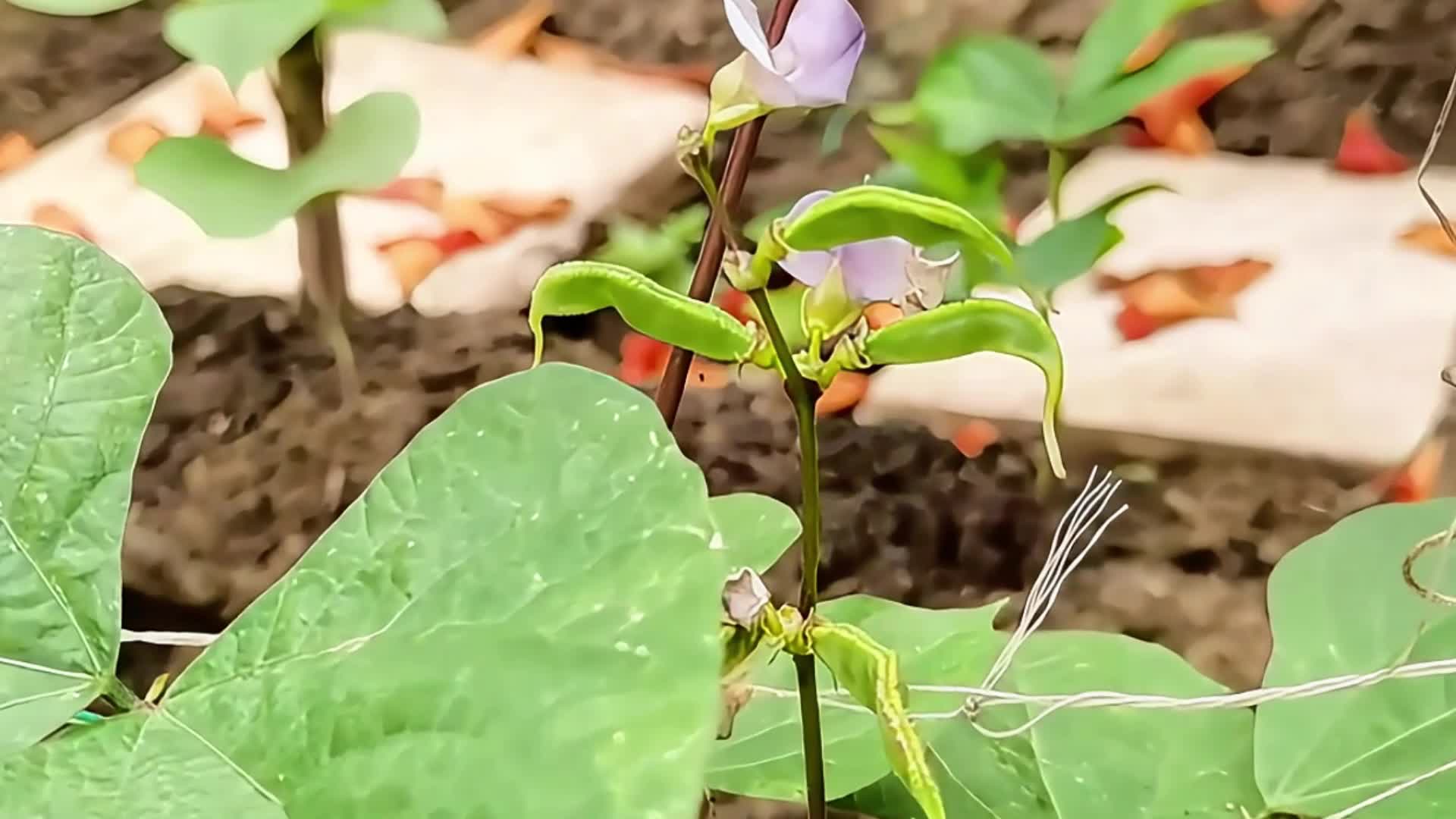 菜园中的扁豆视频的预览图