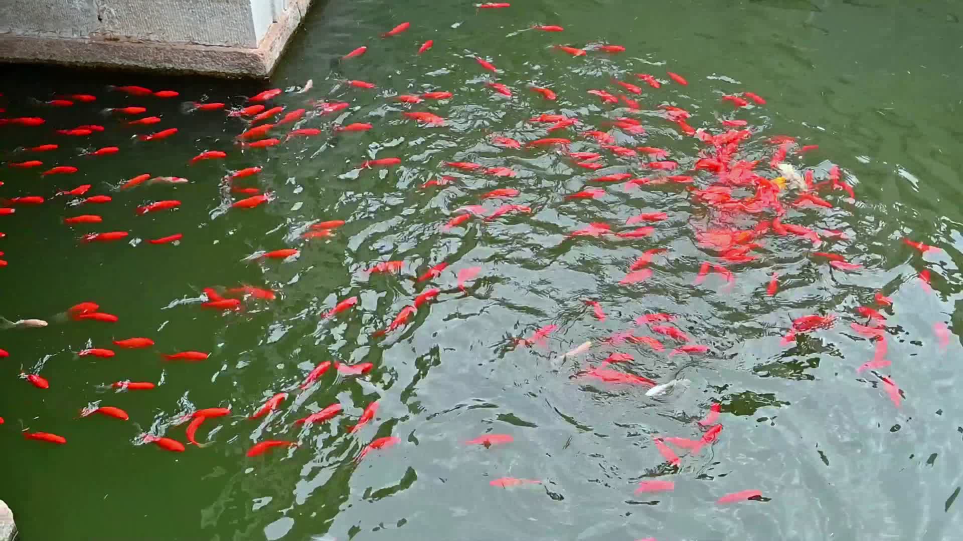 池塘里的金鱼视频的预览图