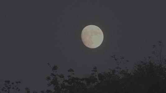 月亮升起视频的预览图