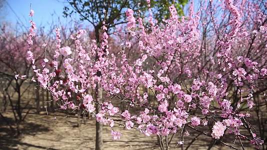 春天樱花盛开高清视频视频的预览图