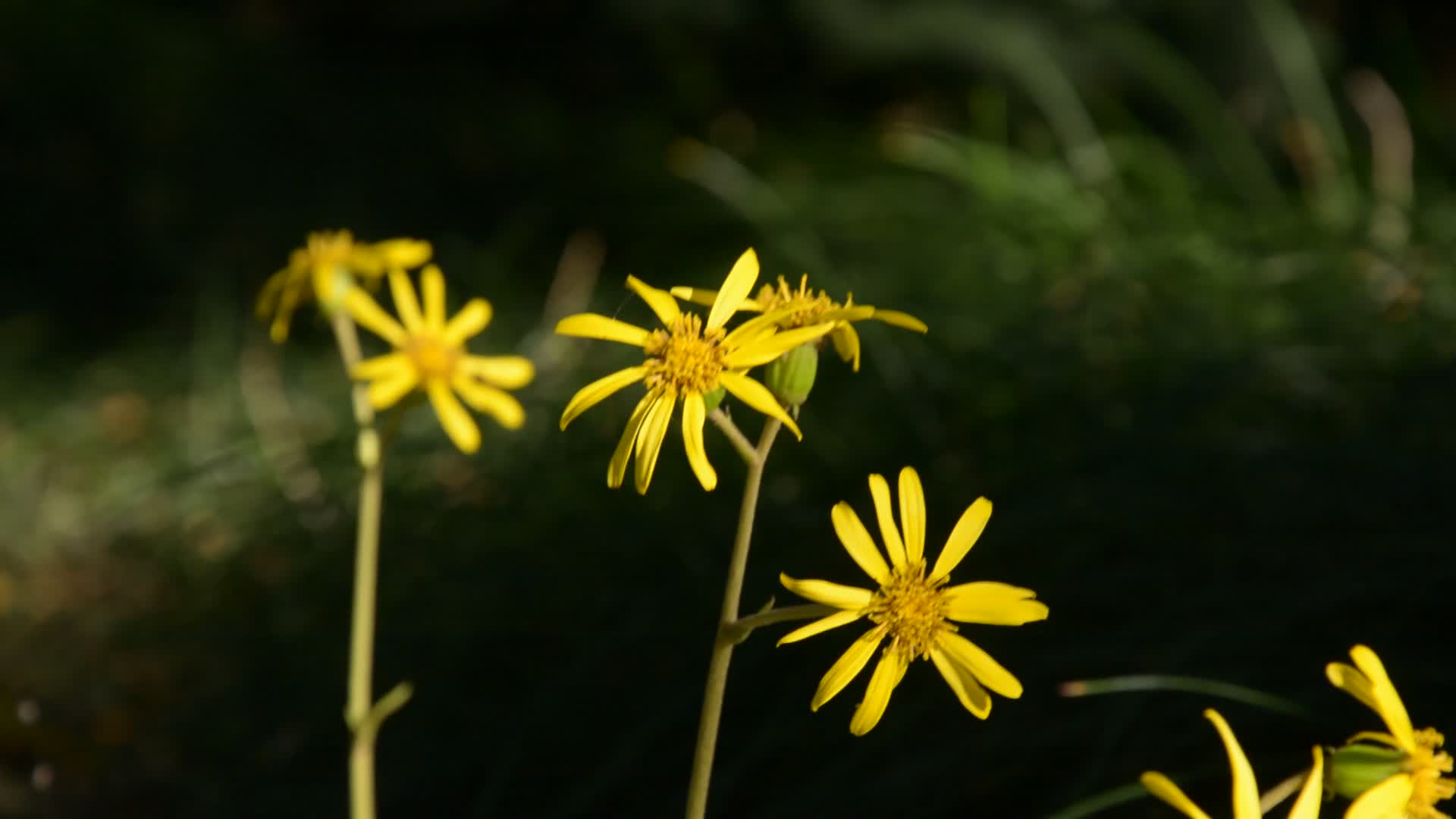 大自然的阳光下的野菊花朵微距特写唯美风景视频的预览图