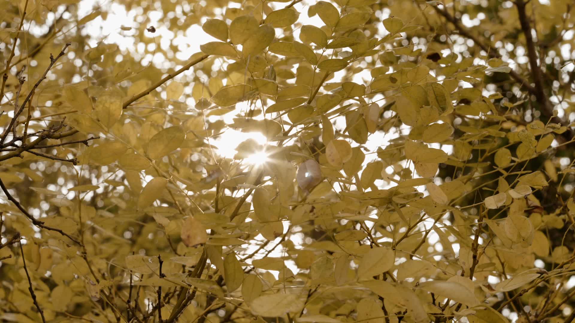 唯美冬季银杏树叶黄了透光实拍视频视频的预览图