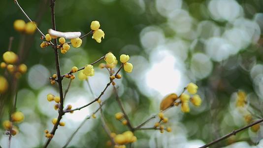 中国风古风空镜树叶黄了实拍视频视频的预览图