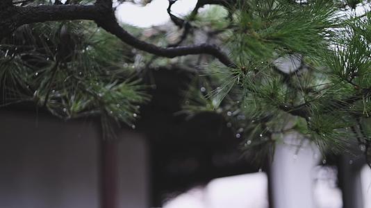 中国风古典园林梅花光影空镜实拍视频视频的预览图