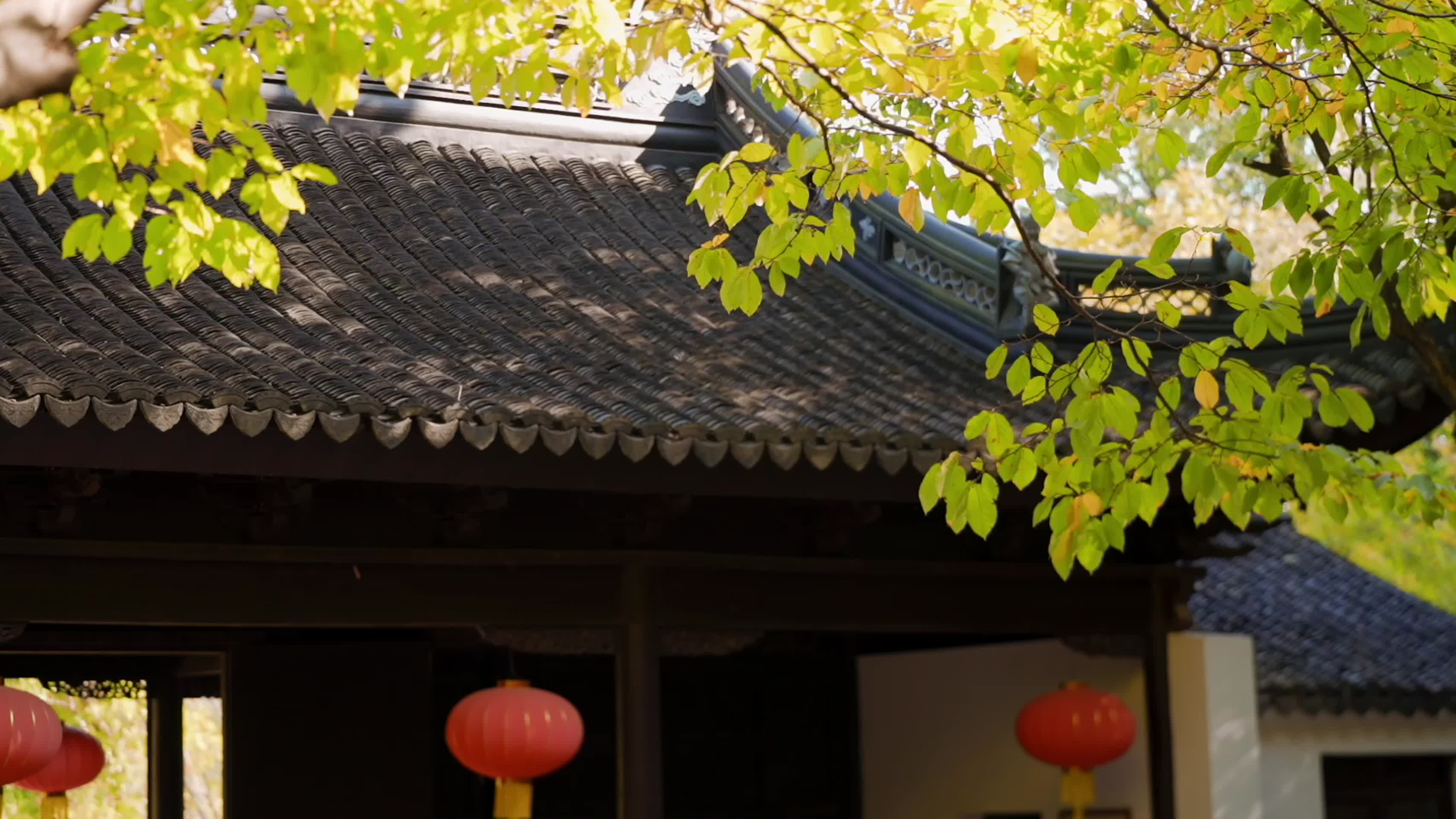 中国风古风空镜树叶黄了实拍视频视频的预览图