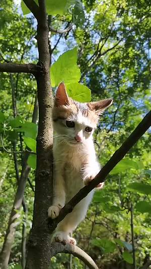 爬树的小猫咪视频的预览图